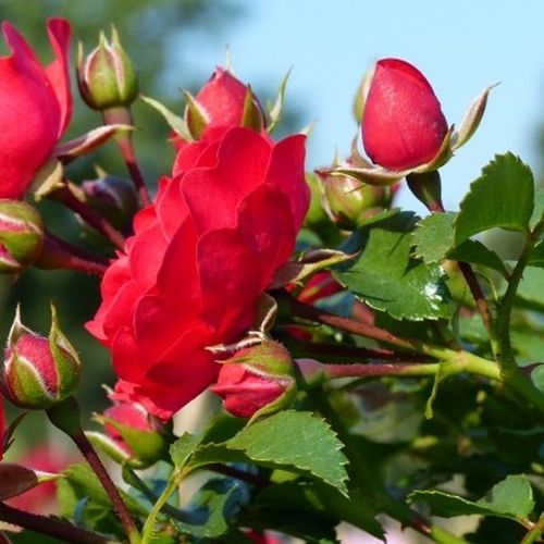 Rosa Gärtnerfreude ® - roșu - Trandafir copac cu trunchi înalt - cu flori mărunți - coroană compactă